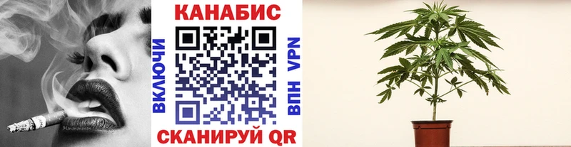 Каннабис OG Kush  Валдай 